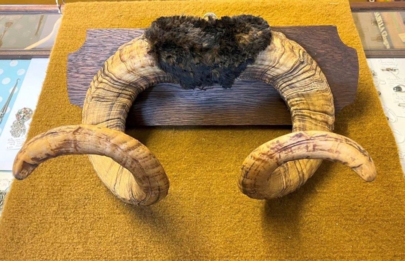 Vintage Mounted Taxidermy Rams Horns