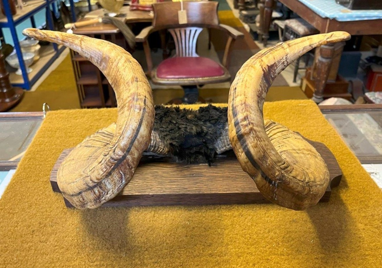 Vintage Mounted Taxidermy Rams Horns