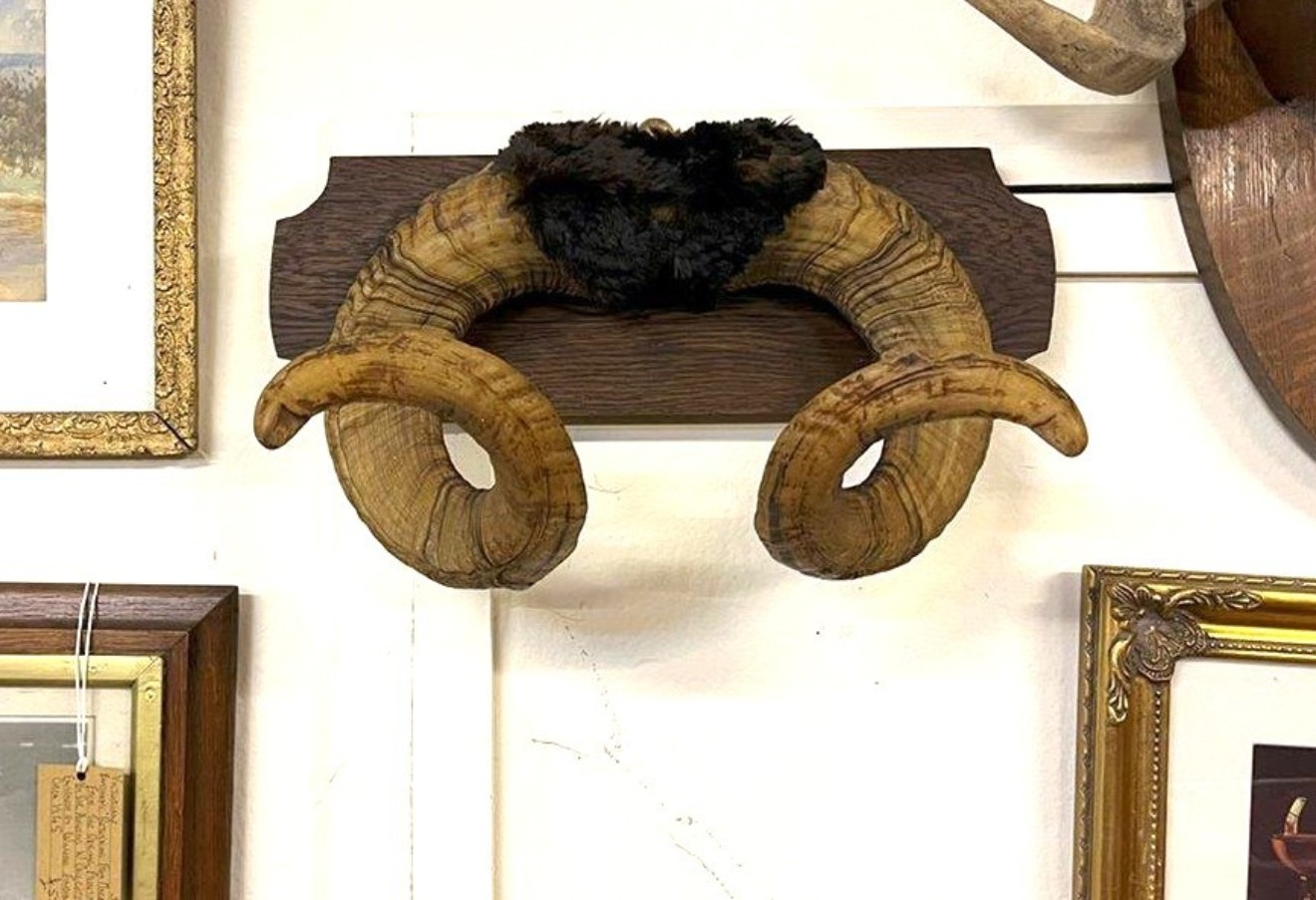 Vintage Mounted Taxidermy Rams Horns