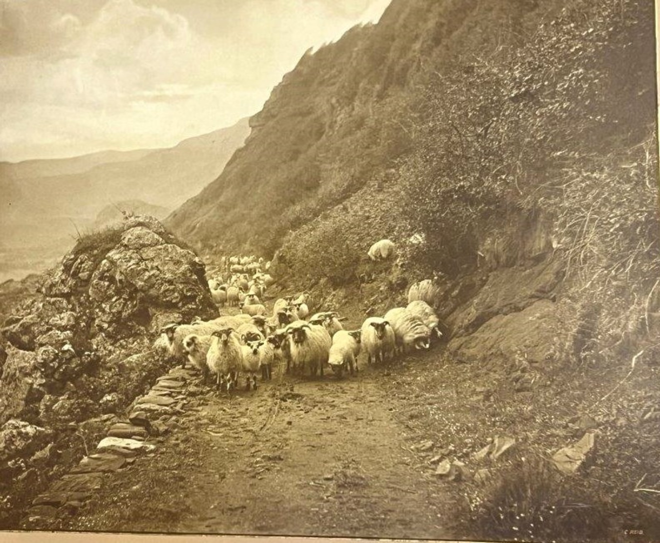 Antique Walnut & Gilt Framed Photo Print of Sheep on a Hillside Near Ballater By Victorian Photographer Charles Reid