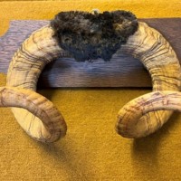 Vintage Mounted Taxidermy Rams Horns