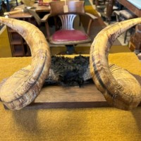 Vintage Mounted Taxidermy Rams Horns