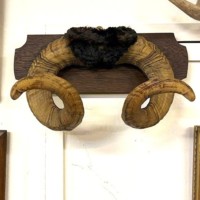 Vintage Mounted Taxidermy Rams Horns