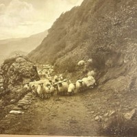 Antique Walnut & Gilt Framed Photo Print of Sheep on a Hillside Near Ballater By Victorian Photographer Charles Reid