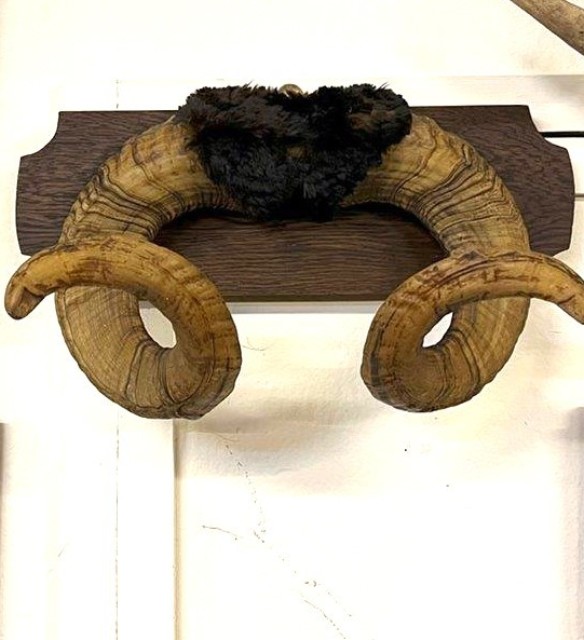 Vintage Mounted Taxidermy Rams Horns